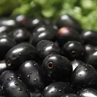 Jamun Fruits - 0.5 kg